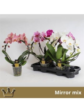PHAL BOOG MIX