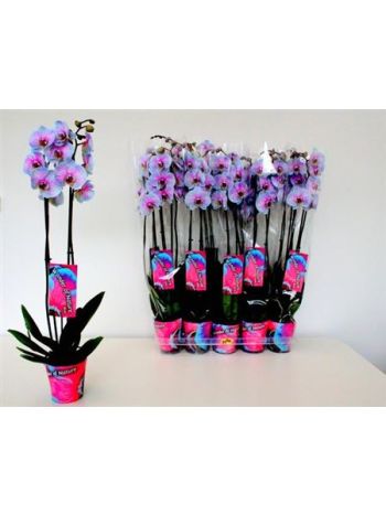 PHAL 2 ÁG FESTETT CIRMOS