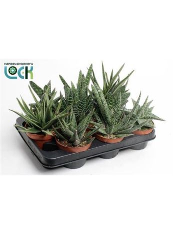 GASTERIA MIX