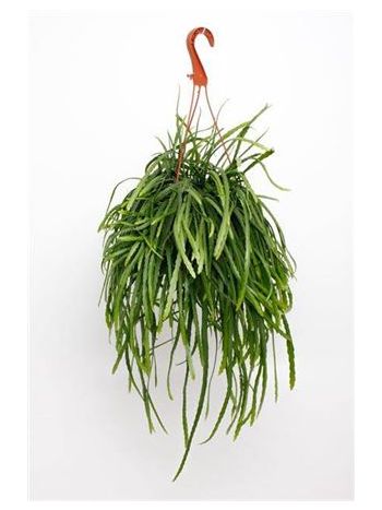 LEPISMIUM BOLIVIANUM