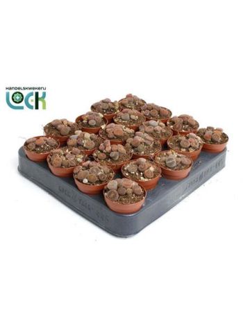 LITHOPS