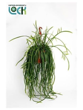 LEPISMIUM BOLIVIANUM