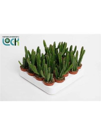 STAPELIA LEENDERTZIAE