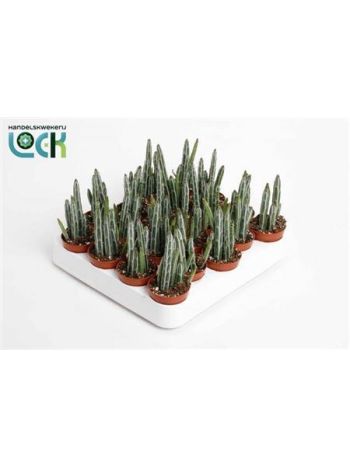 STAPELIA STAPELIIFORMIS