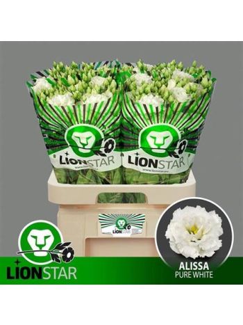 EUS G  ALISSA PUR WHI