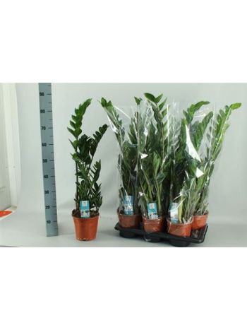ZAMIOCULCAS ZAMIIFOL