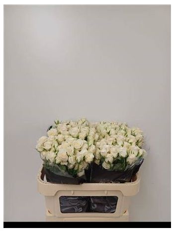 R TR SNOWY BLOSSOMS 70CM