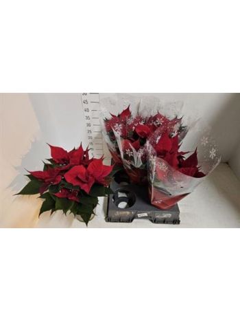 EUPHOR P CHR FEELING