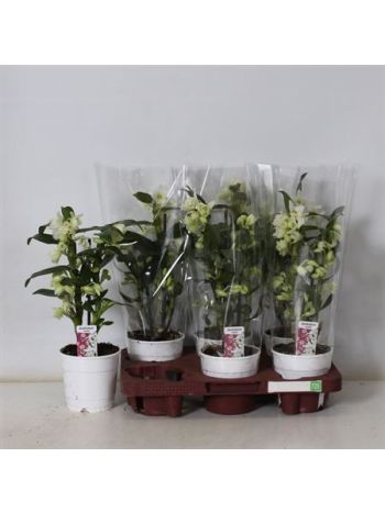 DENDR N 2 ÁG APOLLON ALACSONY