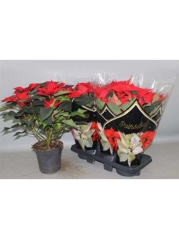 EUPHOR P CHR FEELING