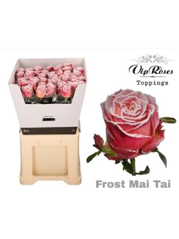 R GR OV KLB H% - FROST MAI TAI 70CM