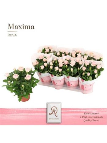 RO AM INF SOFT PINK *8