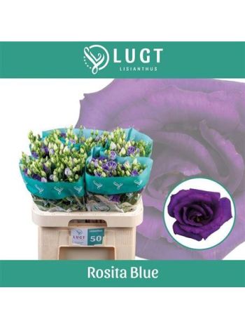 EUS G ROSI BLUE