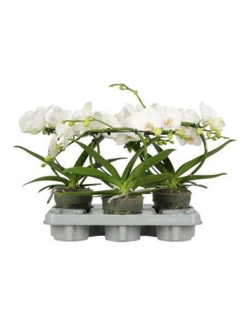 PHAL INFINITY PRESTIGE