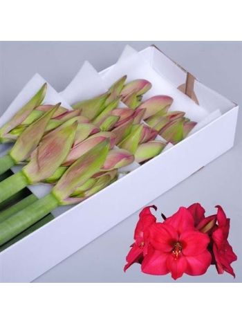 HIPP GA PLEASURE *15