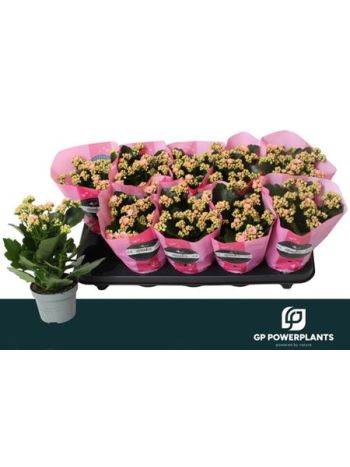 KAL ROSALIE PERFECTA PINK