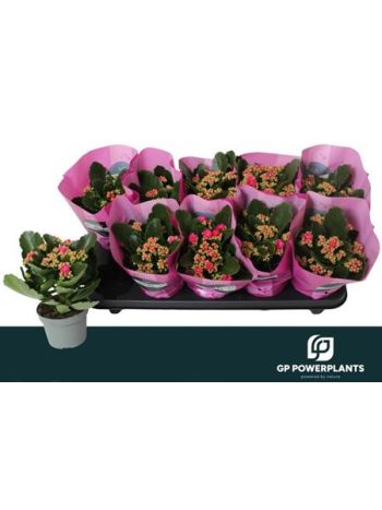 KAL ROSALIE PERFACTA PURPLE