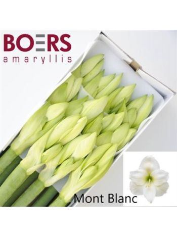 HIPP GA MONT BLANC *12