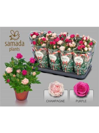 RO CLASSIC STAR 2 SZÍNŰ