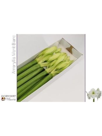 HIPP GA MONT BLANC *12