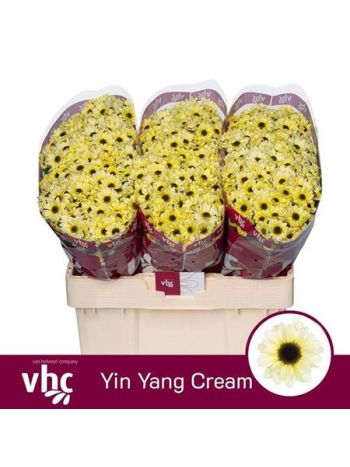 CHR SAN YIN YANG CREAM