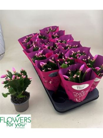 SCHLUMB PINK METÁL CELÓS