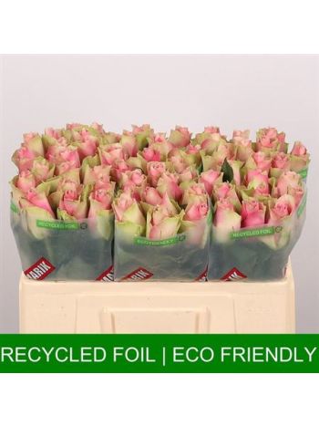 R GR BELLE ROSE 50CM