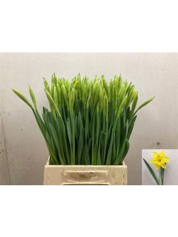 NARC G GIGANTIC STAR