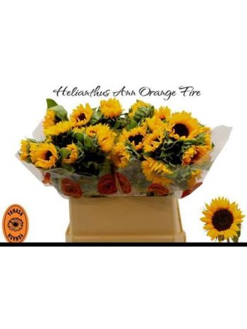 HELIAN AN ORANGE FIR 75CM