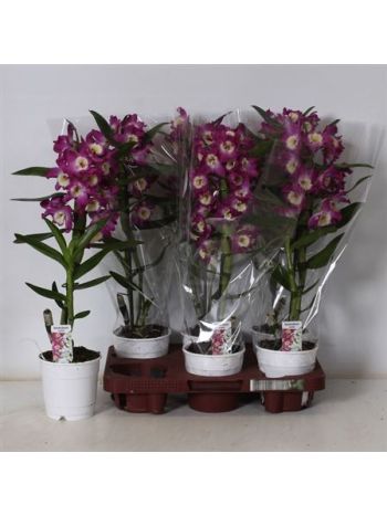 DENDR N 1 ÁG AKATSUKI