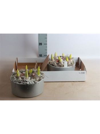 Ö. HYAC 7 PP EZÜST KERÁMIA TÁL