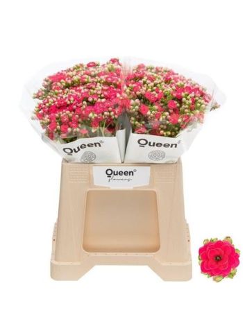 KAL SENS PINK MEADOW