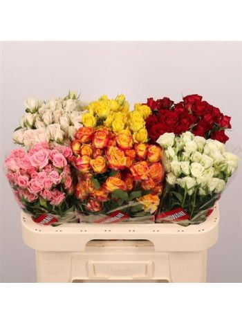 R TR5 GEM IN FUST *40