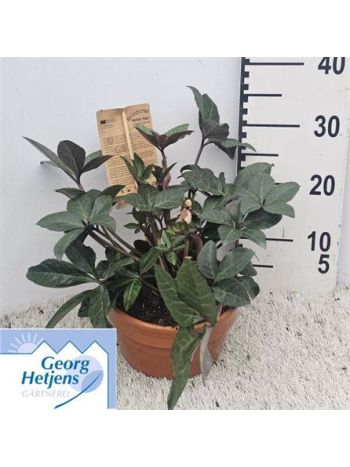 HELL HGC MERLIN AGYAG CSEREPES