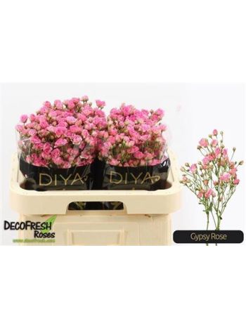 R TR GYPSY ROSE 60CM