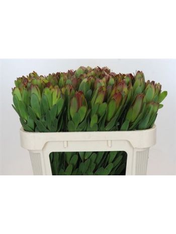 LEUCAD SAF GOLDSTRIK