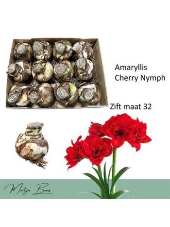 HIPPEAS DG CHERR NYMPF HAGYMA