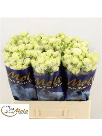 R TR  GREEN GLOW 60CM