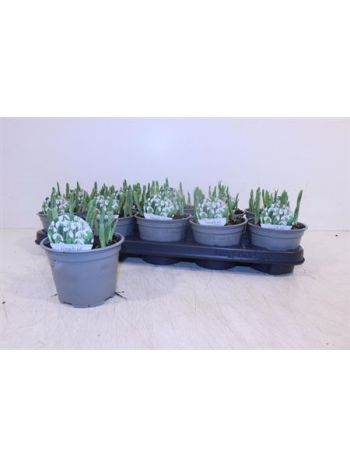 GALANTHUS HIPPOLYTA HÓVIRÁG