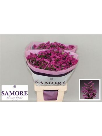 LIM S ROSA SUN BIRDS