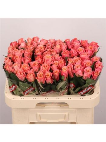 R GR MISS PIGGY+ 60CM