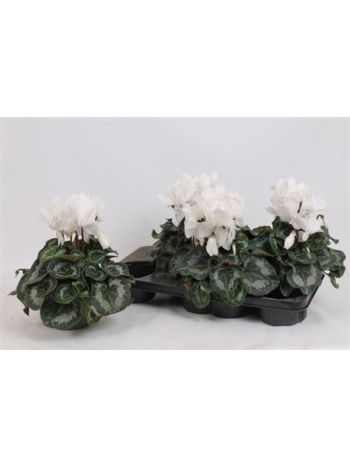 CYCL GR SUP MAMMOTH FEHÉR