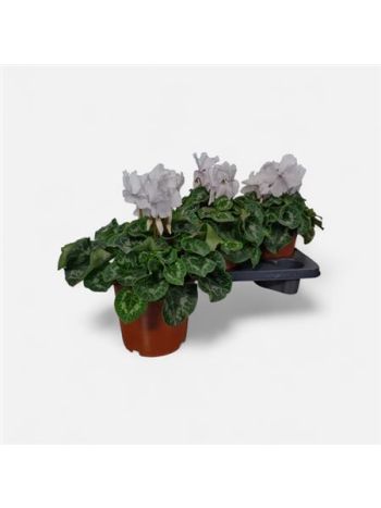 CYCL GR HAL CURLY FEHÉR