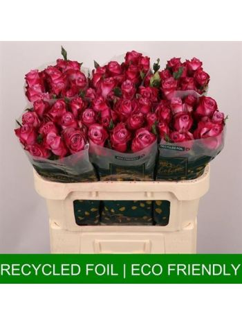 R GR DEEP PURPLE 70CM