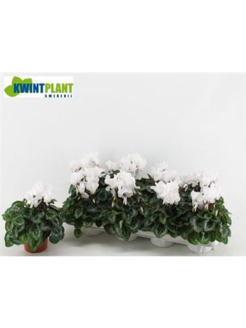 CYCL MD SUP ALLURE FEHÉR