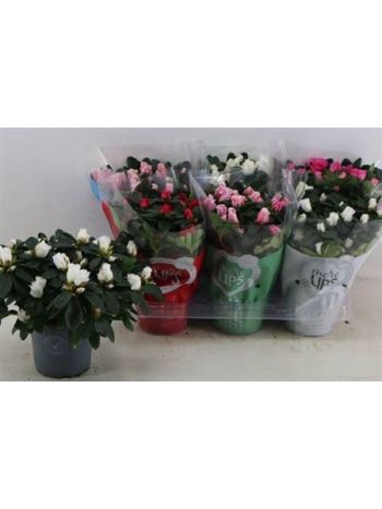 RHODO SI VOGEL GEM *6