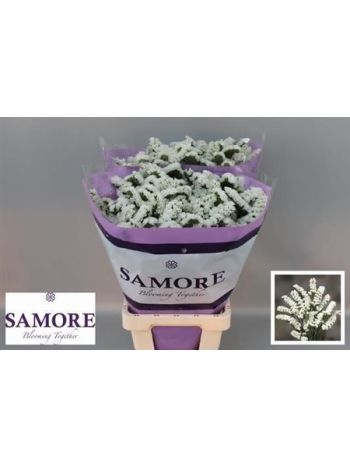 LIM S SILV SUN BIRDS