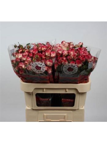 R TR  STREET PARTY 70CM