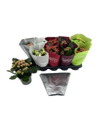 KAL ROSALIE TI SENTO