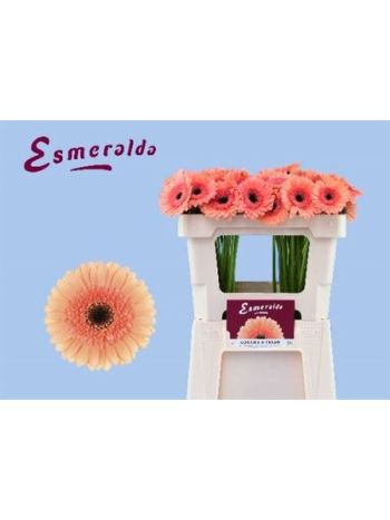 GE MI COOKIE N CREAM